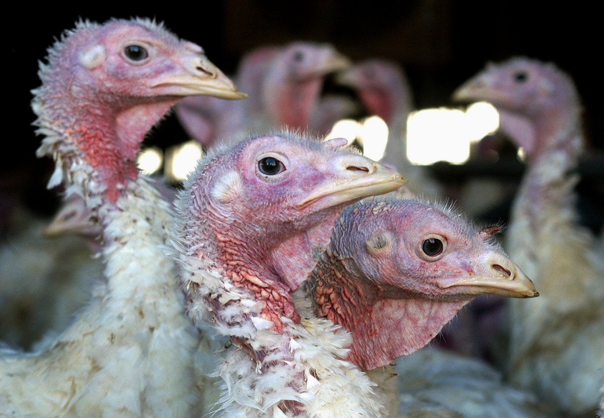 Fresh Bird Flu Outbreak in America’s Biggest Turkey-Producing Region