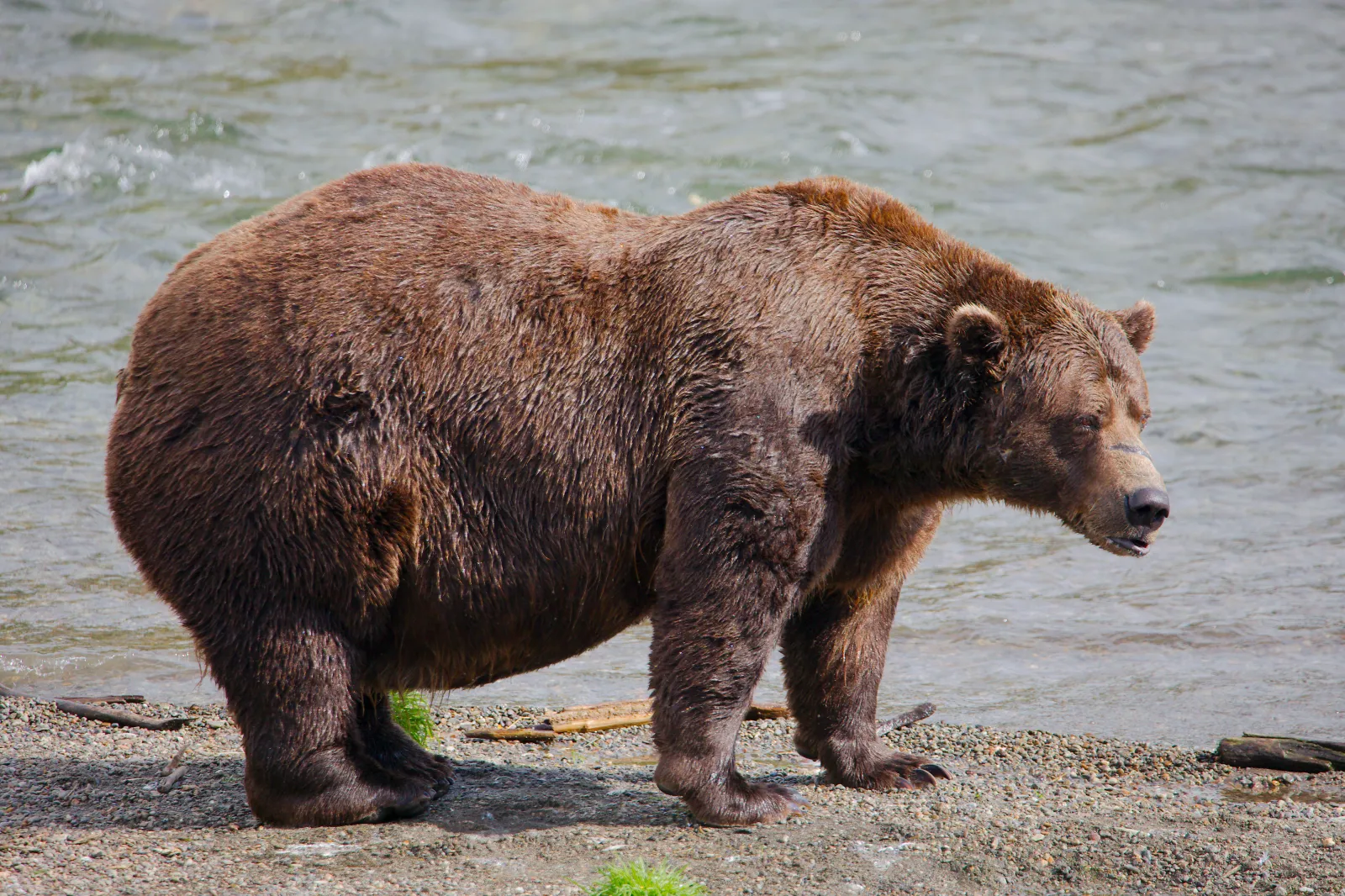 Fat Bear Week 2026: A Wildlife Spectacle with Deeper Meaning