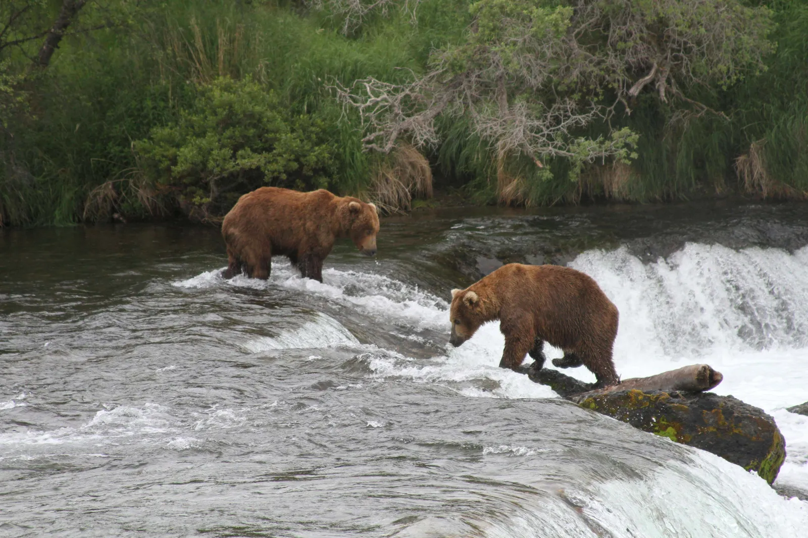 Image for article: Fat Bear Week 2026: Meet the Bears Competing for the Katmai Crown
