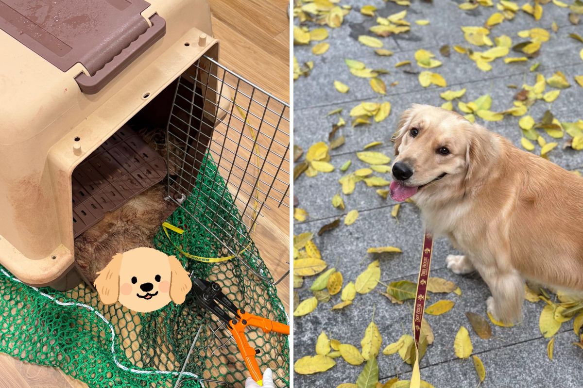 A Dog's Death on a Korean Air Flight Sparks Questions About Pet Safety