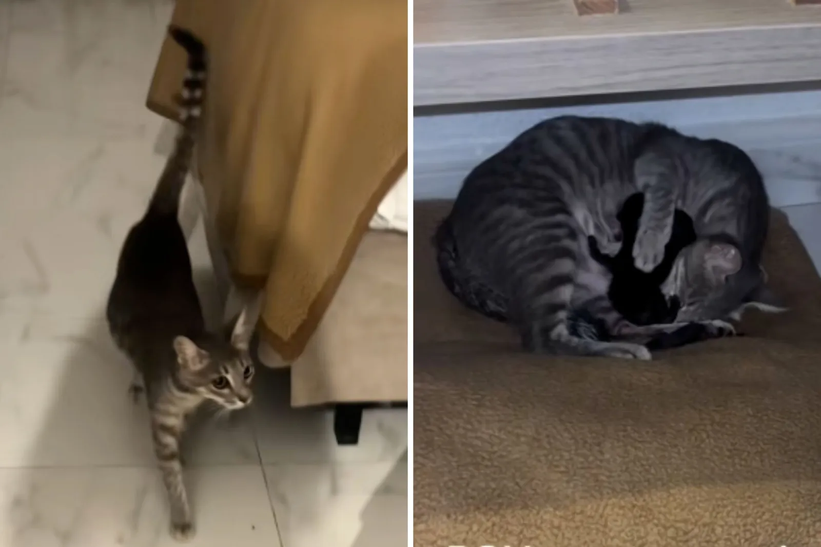 Woman Finds Stray Cat in Hotel Room, Then Comes Unexpected Arrival