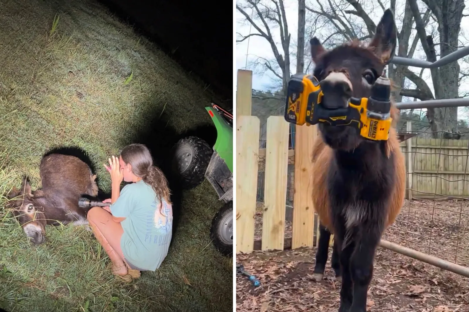 Georgia Officer Report Recounts Moment He Fatally Shot HeeHaw the Donkey -  Newsweek