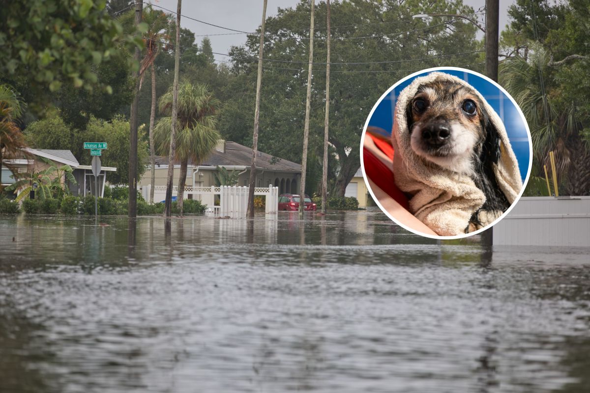 How Pet Owners Can Prepare for Incoming 'Supersized' El Niño