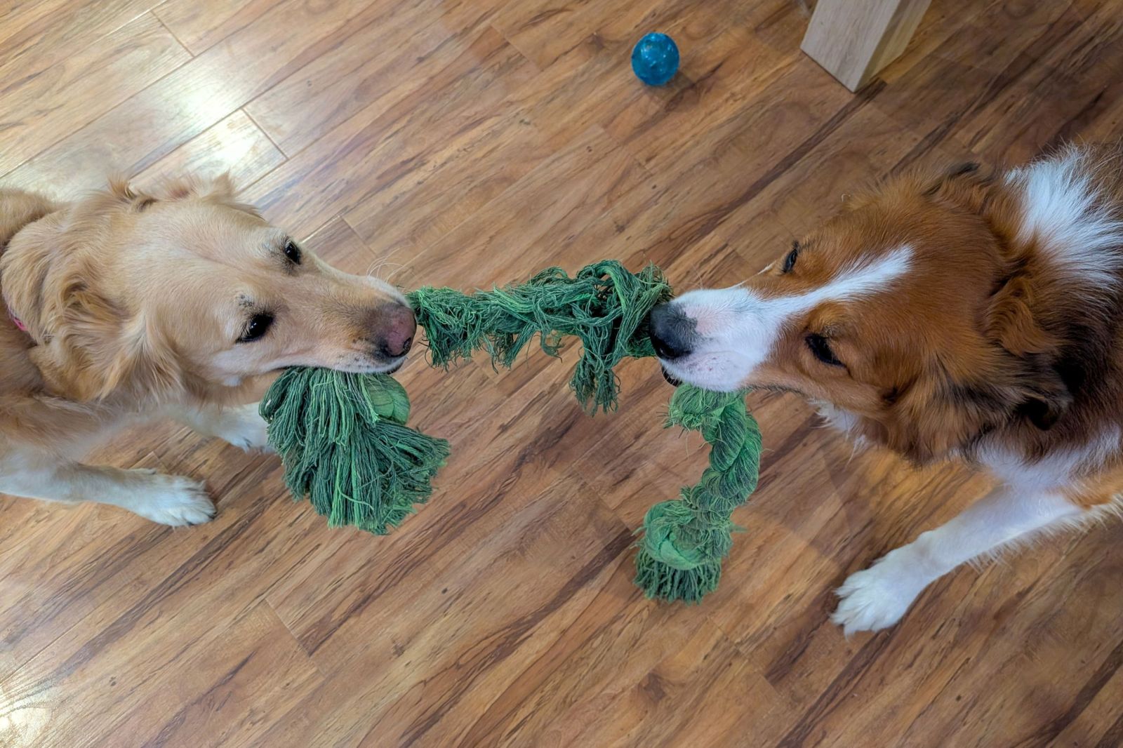 Hidden Danger of Pet Toys Revealed in New Safety Report