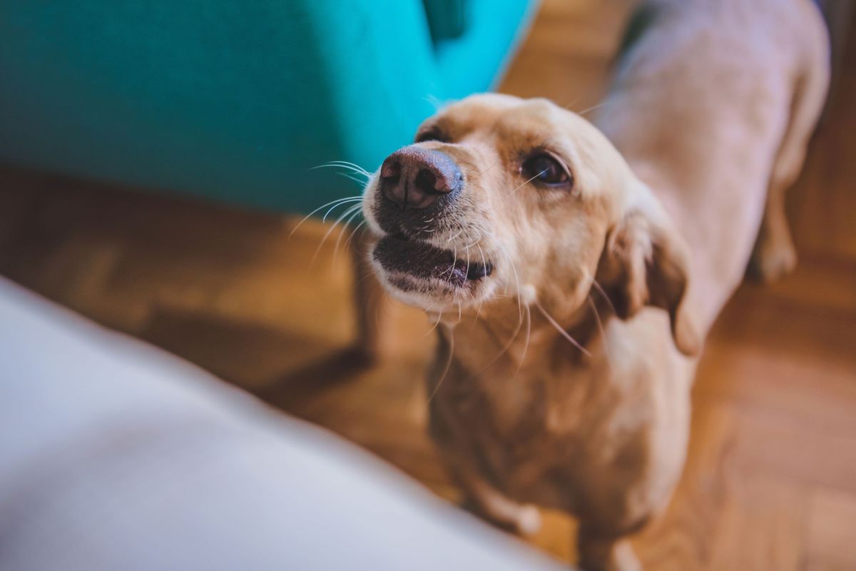 Your Dog's Bark Could Be Telling You Something, Study Finds