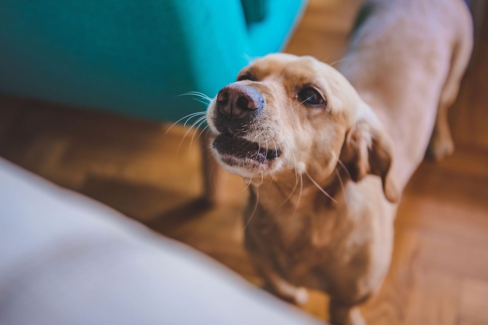 newsweek.com - Liz O'Connell - Your dog's bark may reveal more than you realize