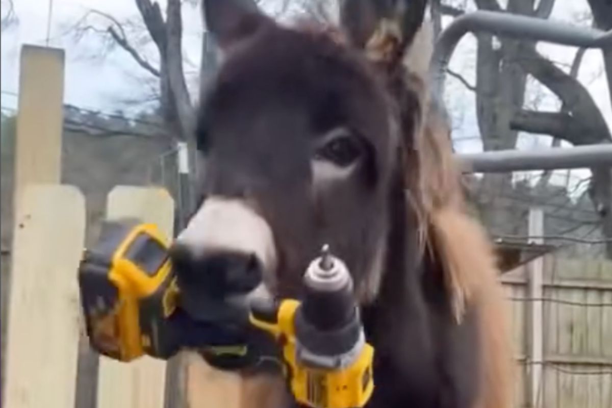 Heehaw Update: Investigation Launched Into Police Shooting of Baby Donkey