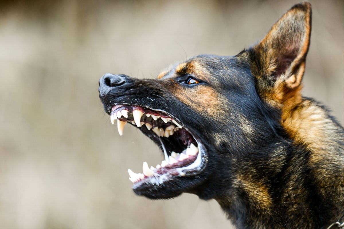 Rabies Warning Issued in Multiple States as Local Cases Rise - Newsweek