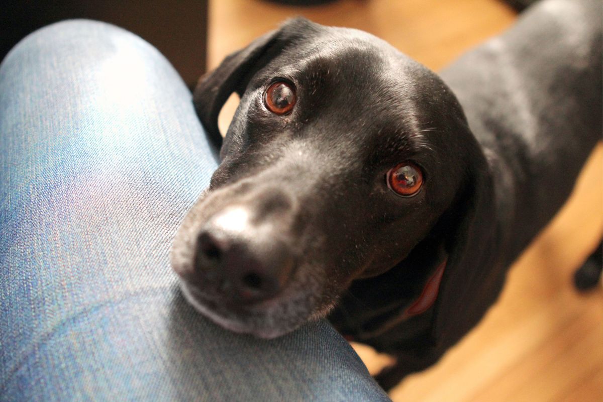 Behavior Expert Reveals Hidden Reason Your Dog May Be Acting Out
