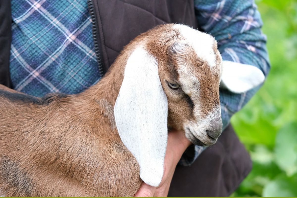Band Films Music Video With Goats, Month Later They Get Rabies Notification