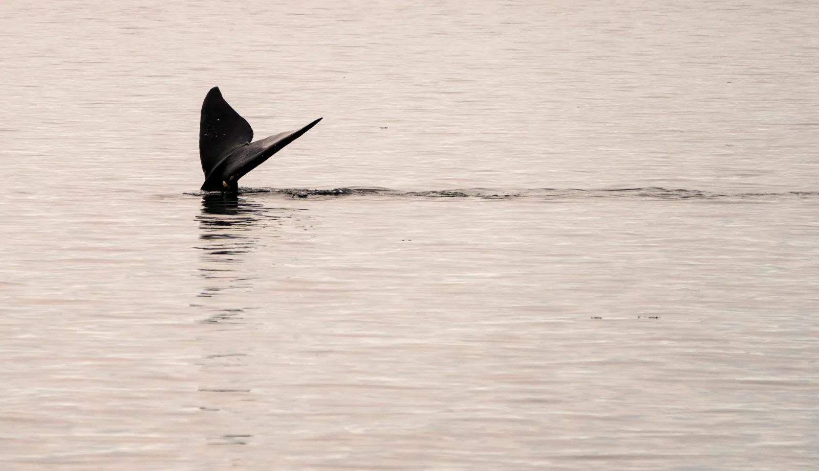 A North Atlantic right whale swims in the waters of Cape Cod Bay on April 14, 2019, near Provincetown, Massachusetts.