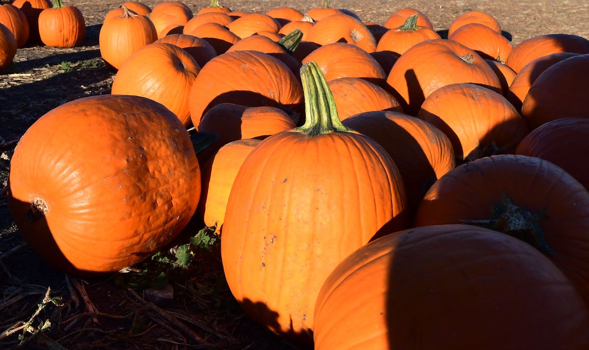 Old Farmer& 039;s Almanac Predicts October Weather for Each State