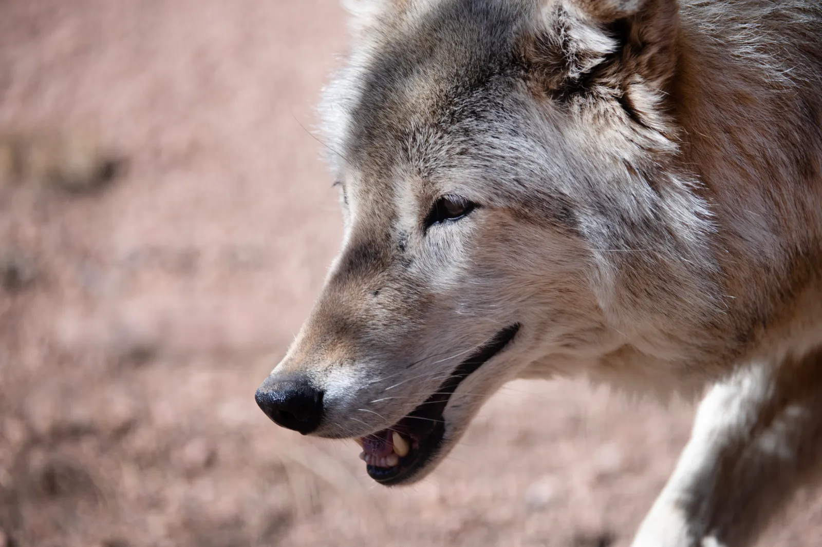 Trump's Wolf Delisting Order Sparks Debate Over Conservation and Rancher Concerns
