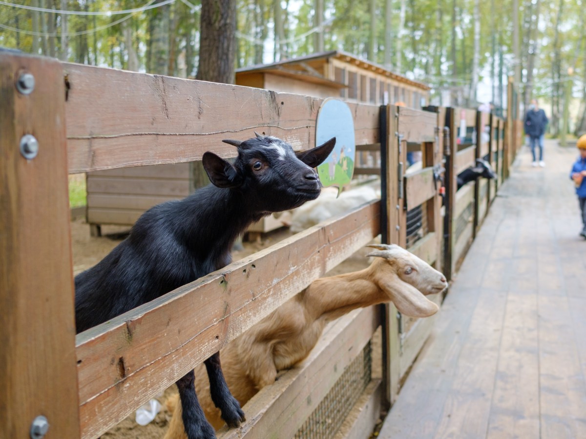 Family Hires Petting Zoo for Party—Two Weeks Later Comes Terrifying Warning