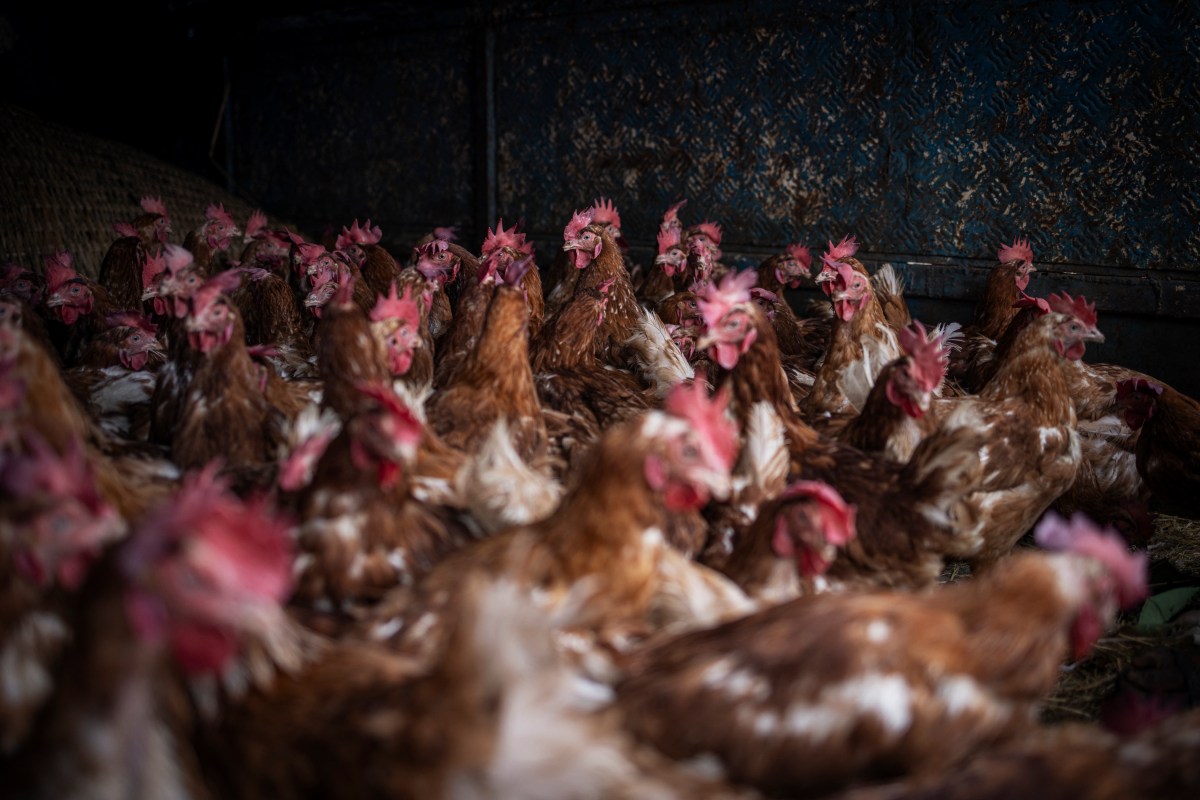 Egg Farming Project Aims to Boost Nutrition and Incomes in Africa