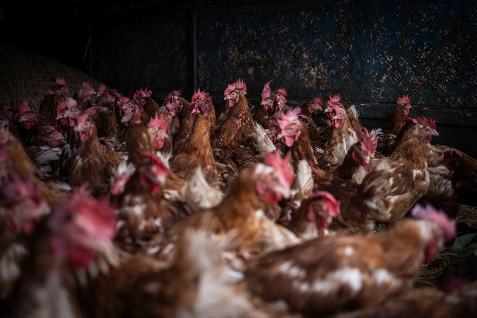 Chickens lay on the back of a truck waiting for customers as people prepare for Enkutatash, the Ethiopian New Year, at Shola Market in Addis Ababa on September 10, 2024.