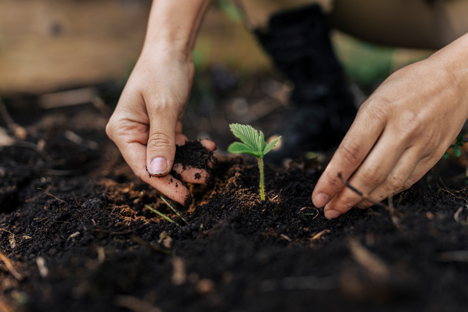 newsweek.com - Eileen Falkenberg-Hull - The world's new agronomists are AI agents