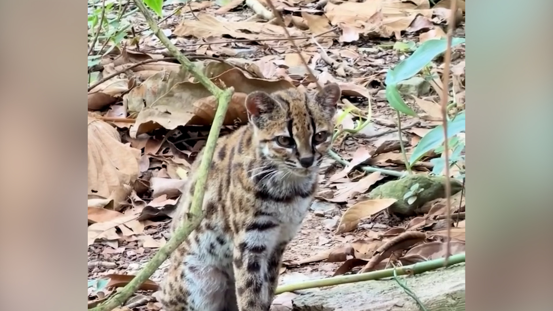 Scientists Discover First New Wild Cat Species in 100 Years