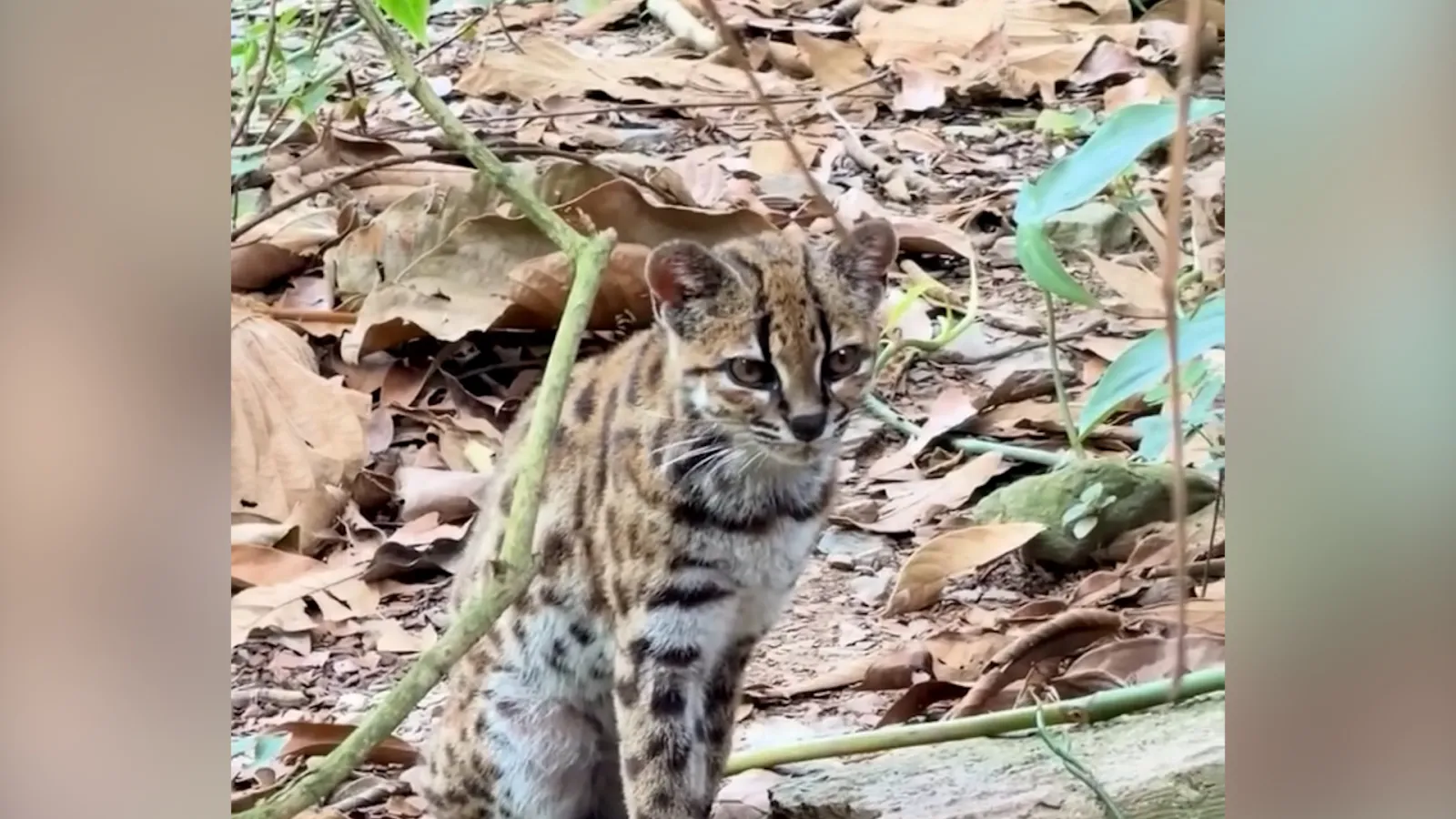 Scientists Discover First New Wild Cat Species in 100 Years