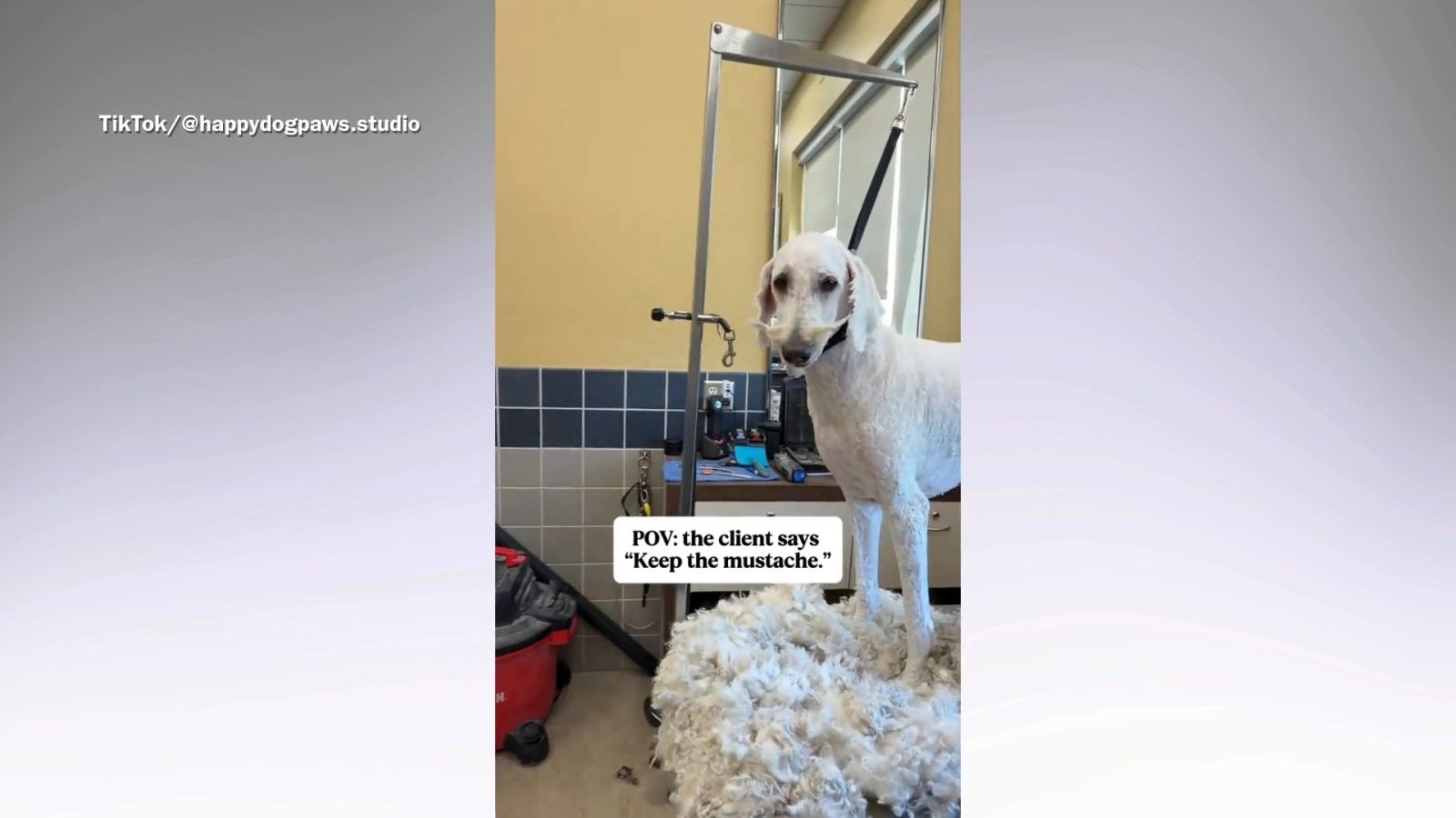Groomer Gives Dog a Mustache - Newsweek
