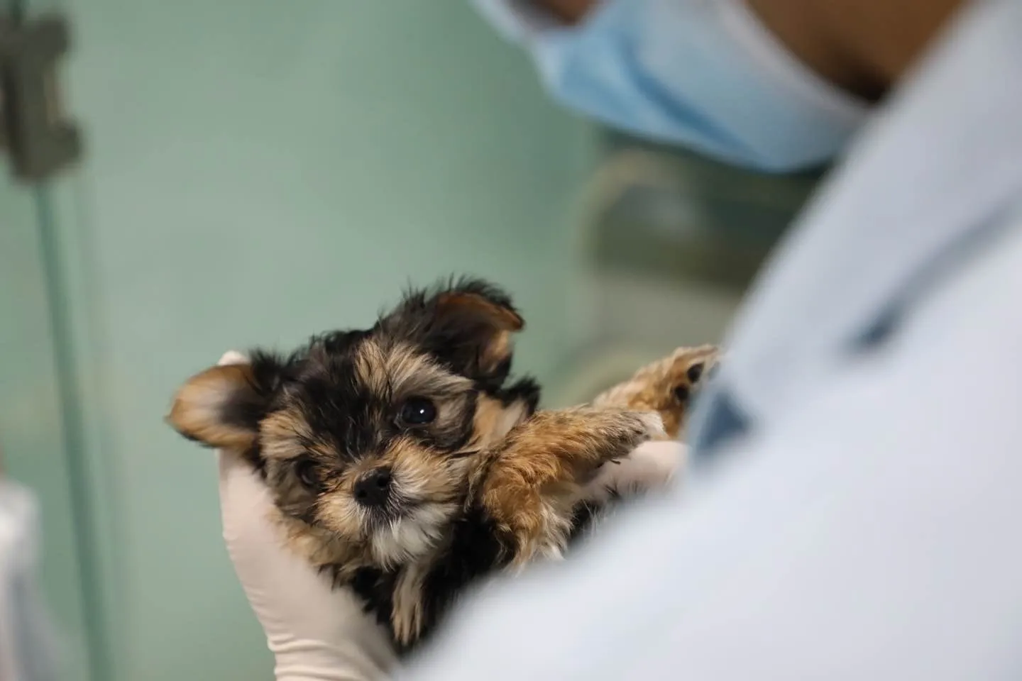 Smoochie was born at a laboratory in China.