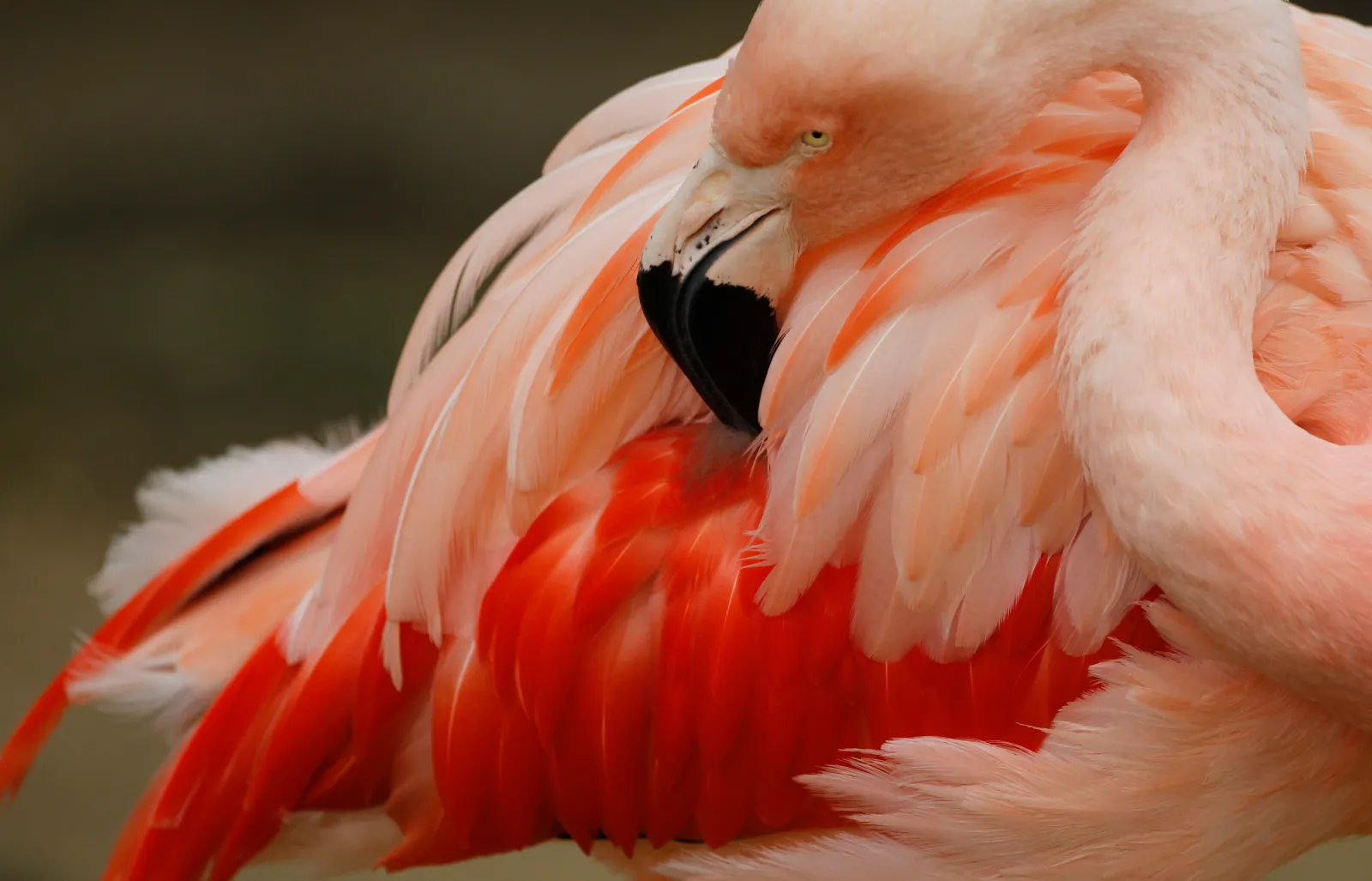 File image: A Chilean Flamingo cleans itself at the Montgomery Zoo in Montgomery, Alabama, on October 11, 2011.