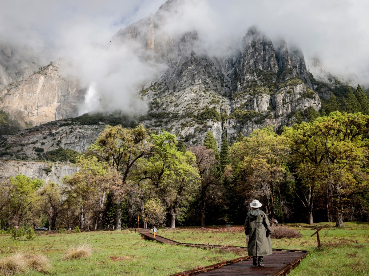 Scientists planted 40,000 Yosemite seedlings—years later, one issue remains
