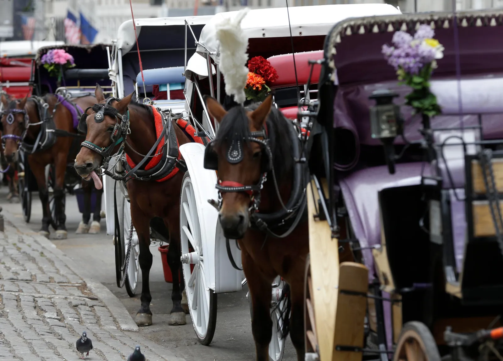 Horses and carriages await customers on October 23, 2013, near Central Park in New York City. (AP Photo/Seth Wenig, File)