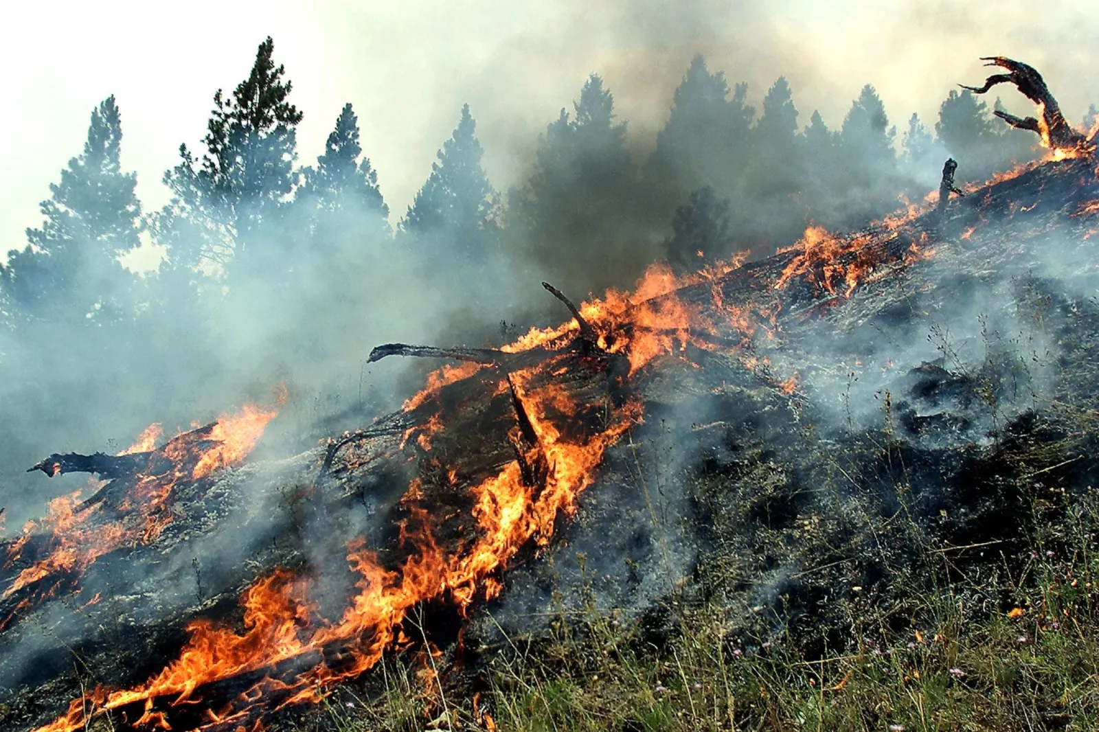 A wildfire burns near Sula, Montana, on August 11, 2000.