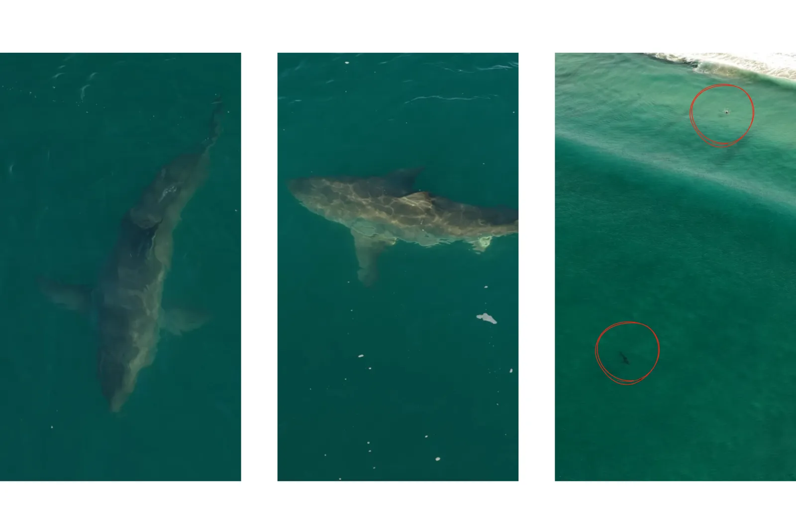 Images taken from video footage captured by Sanctuary Cruises showing two sharks spotted near Marina Beach in California on Tuesday, October 20, 2026.