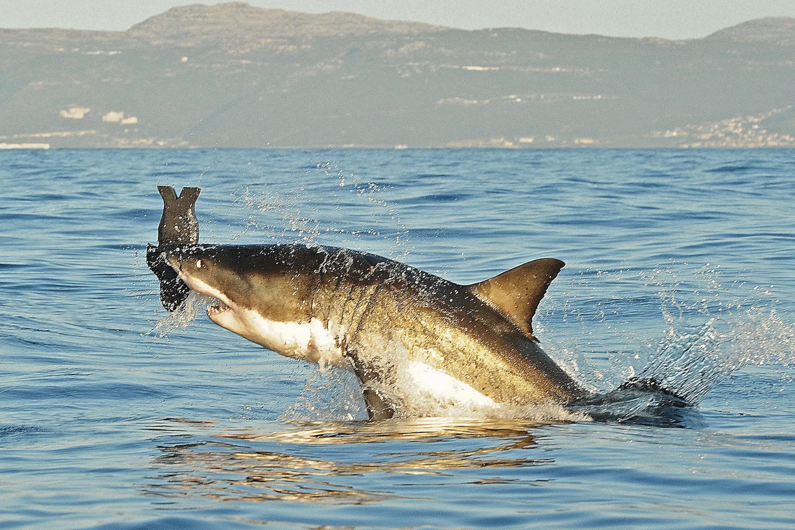 A great white shark jumps out of the water as it bites a fake decoy seal near False Bay, on July 4, 2010