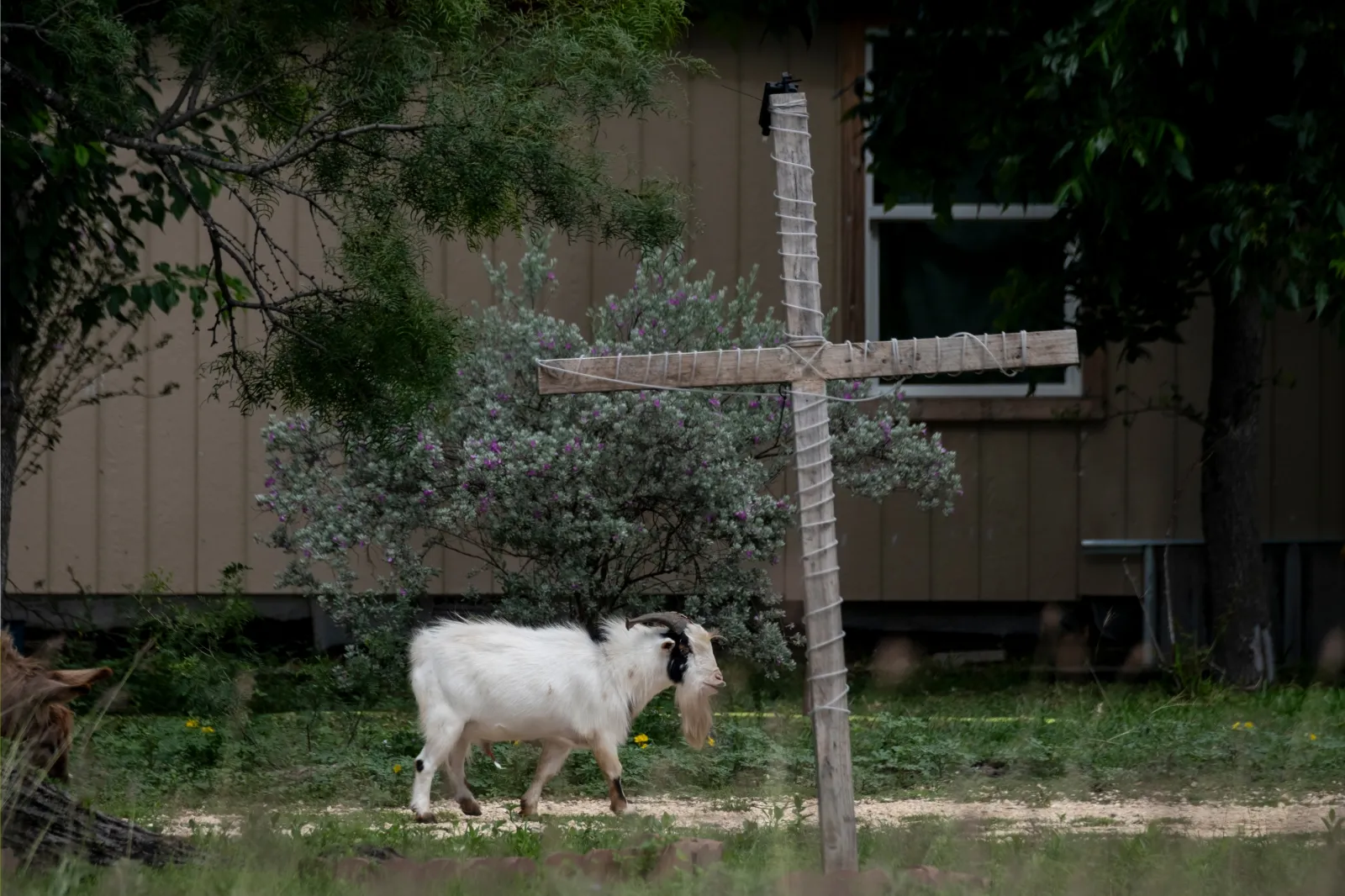 : A goat roams the yard of a home across the street from a livestock checkpoint set up by the Texas Animal Heath Commission for people traveling from Zavala County in response to the New World Screwworm on June 6, 2026 in Texas