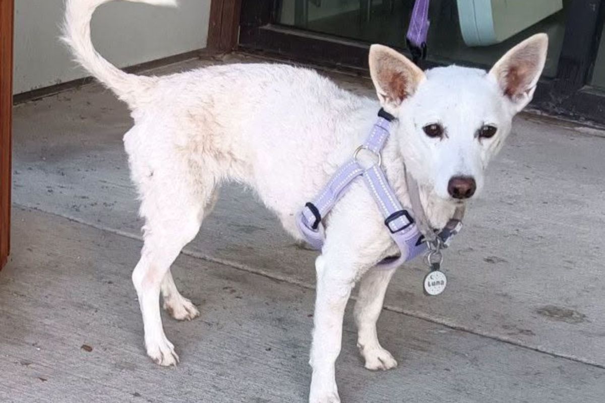 Lost Dog Survives Month in National Park Filled With Coyotes Lost Dog Survives Month in National Park Filled With Coyotes