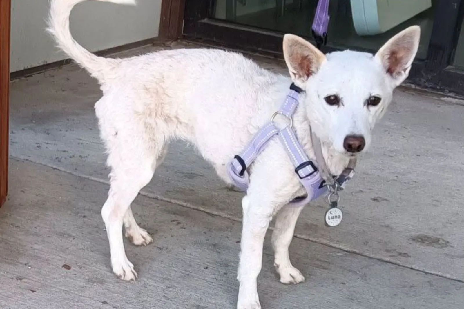 Luna, who went missing on September 10, 2026, in Yellowstone National Park, has been found safe and sound.