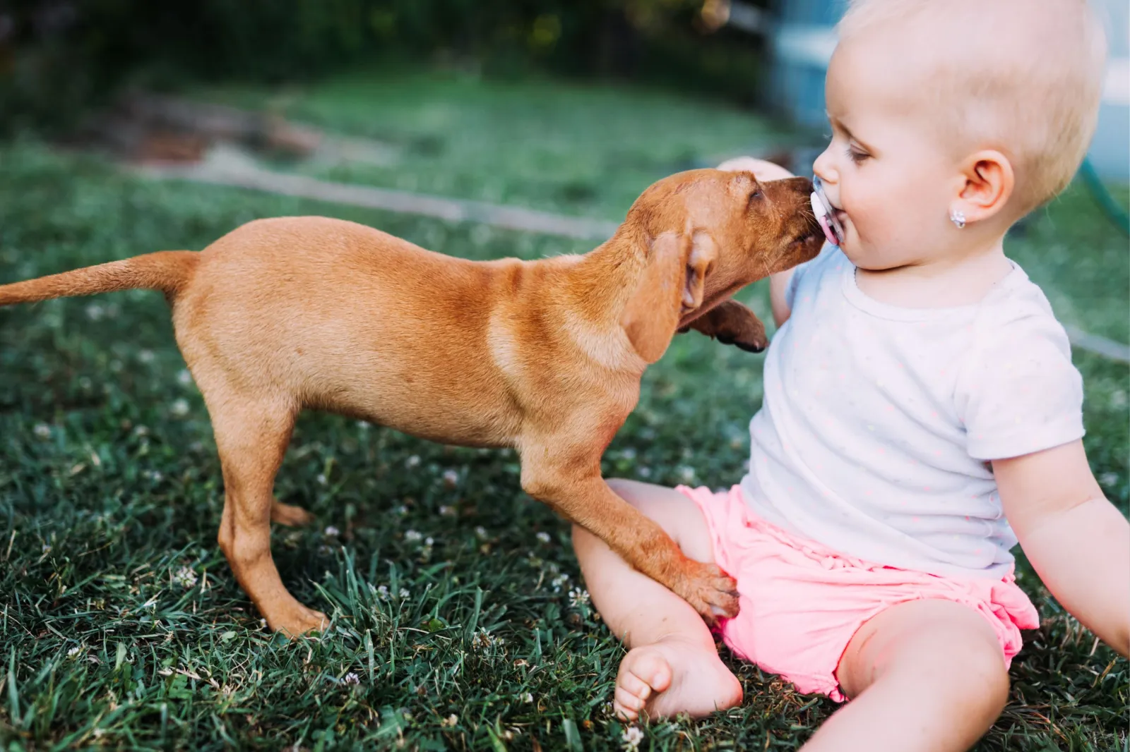 Puppy sniffing baby