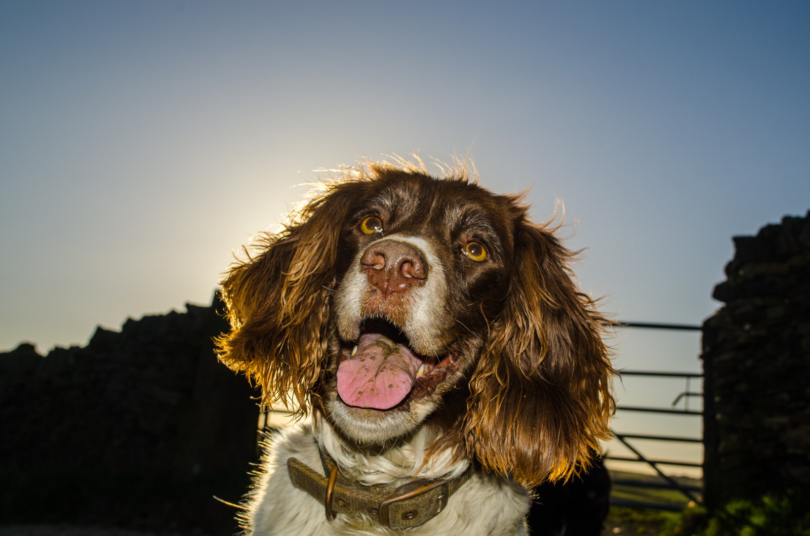 Loving a Dog Is Not the Same as Understanding One | Opinion