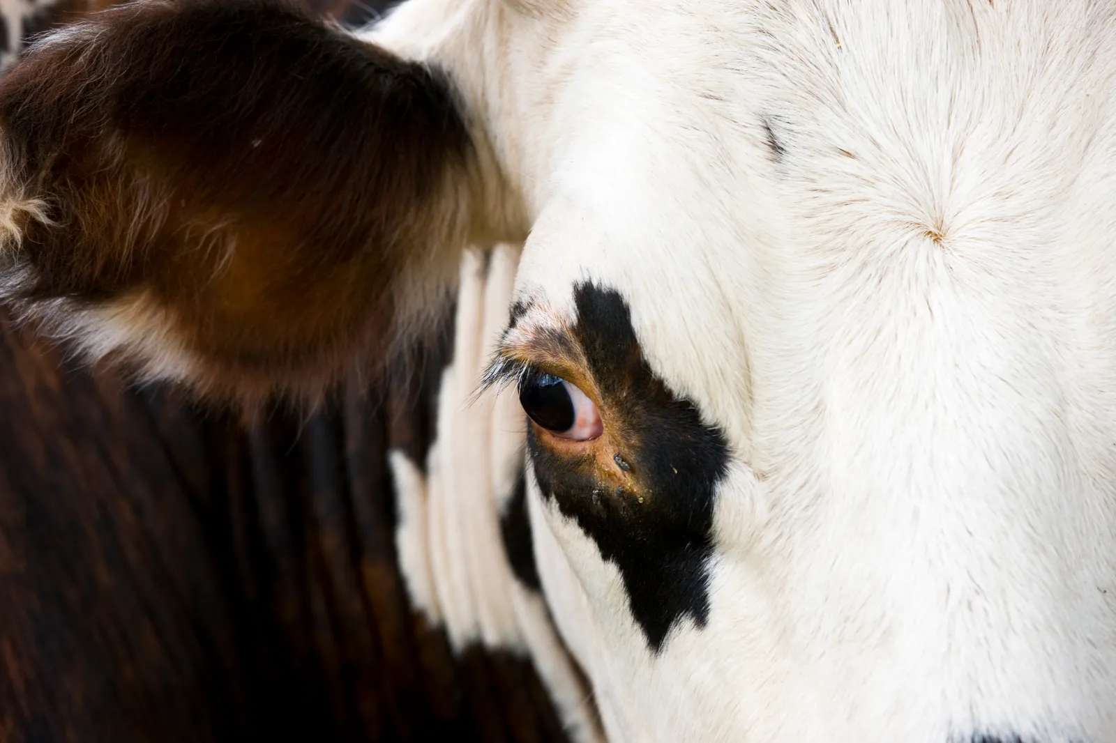 Close up of brown and white French Normandy cow in a meadow in the Dordogne area of France on July 18, 2009. | Photo by Tim Graham/Getty Images