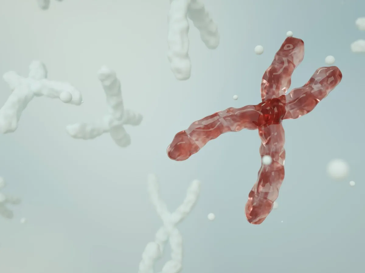 A digital illustration of a chromosome.