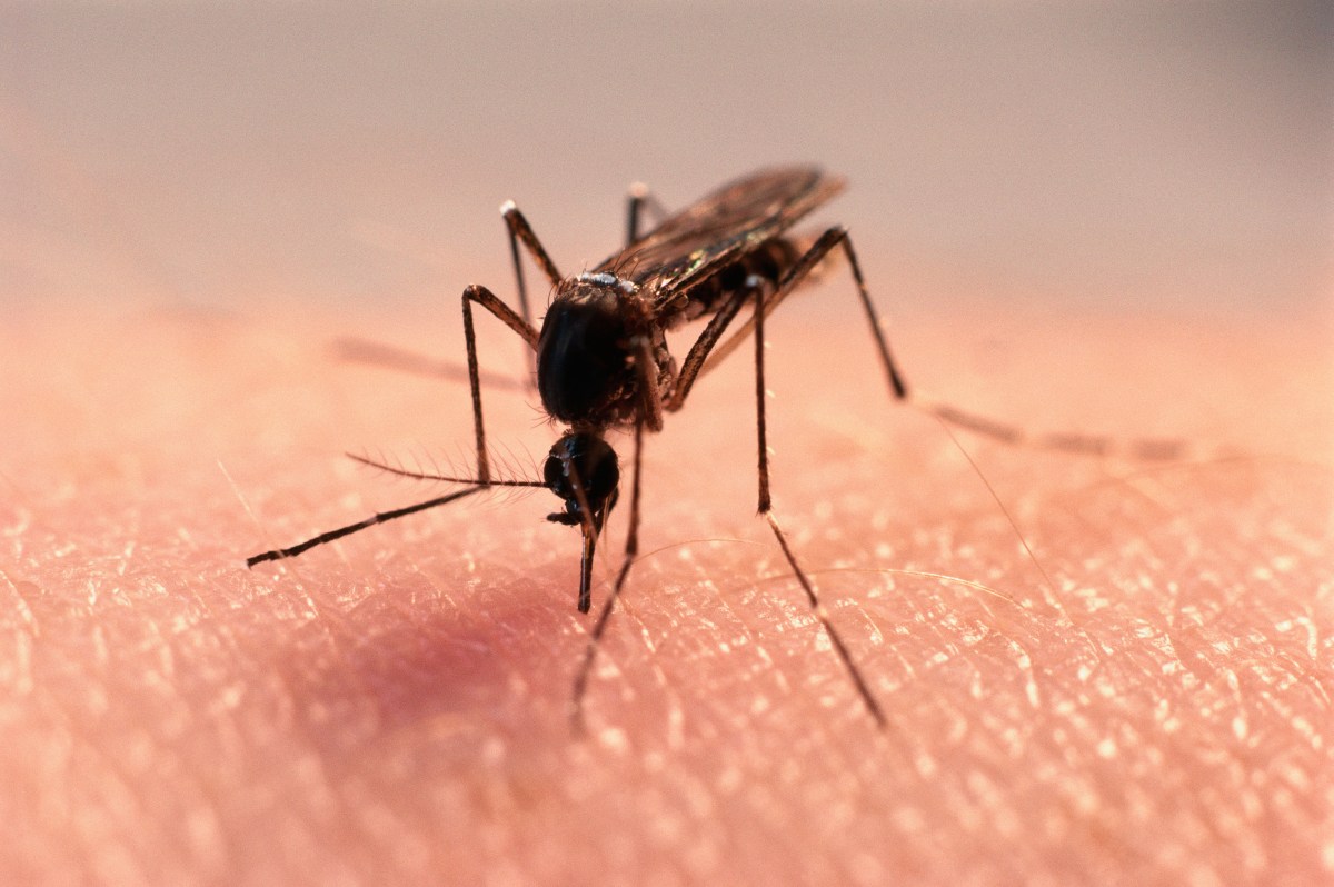 The Fight Against Dengue Starts in Your Backyard | Opinion