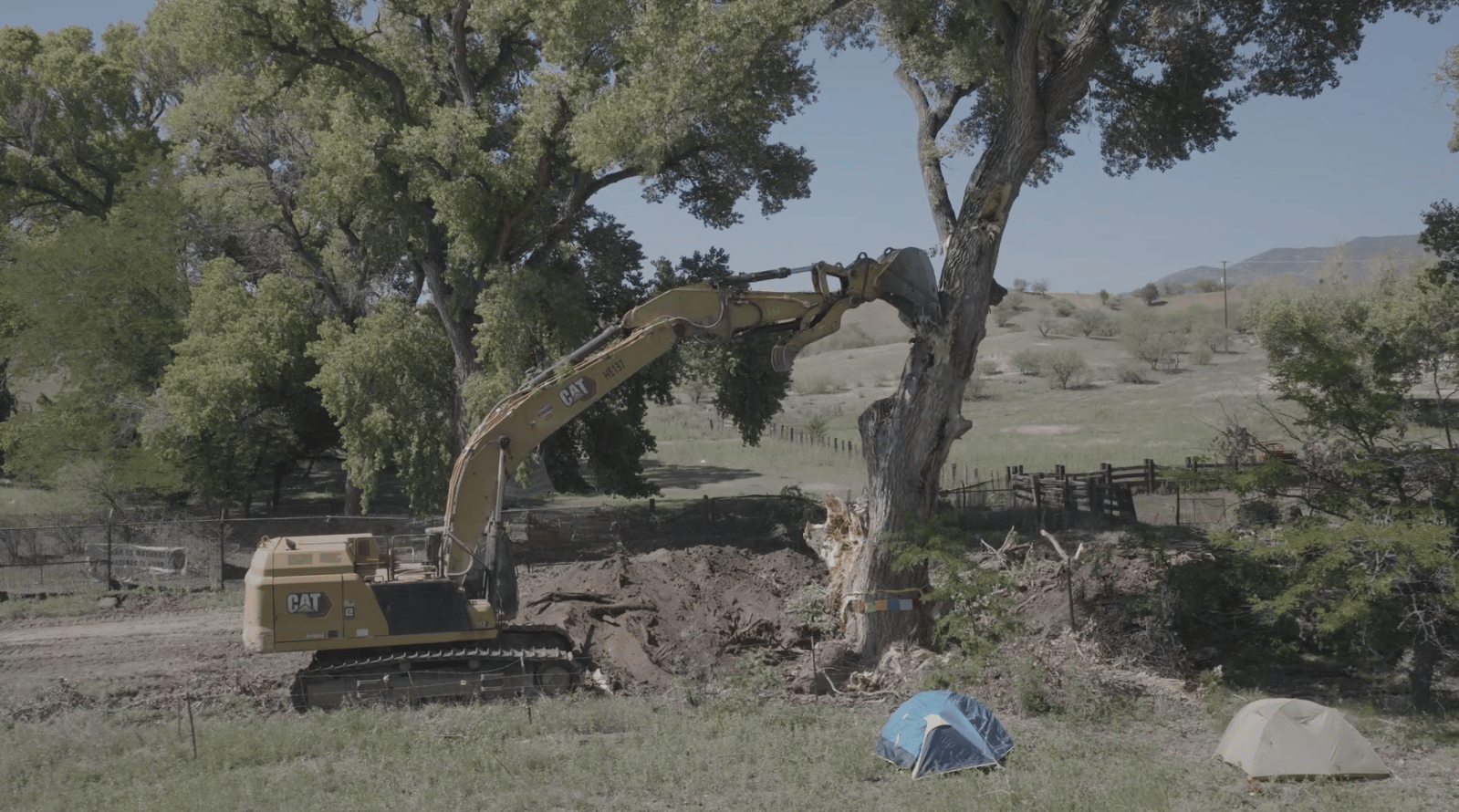'Grandmother Tree' Toppled for Border Wall as Activists Clash With Agents